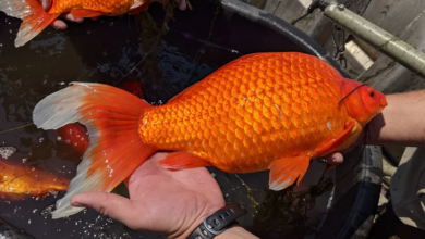 Photo of Золотая рыбка размером с футбольный мяч захватила озеро в США