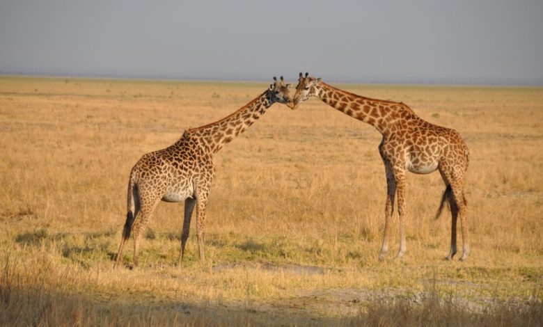 Photo of Танзания в кадре: целующиеся жирафы, хищники, рейнджеры и кости