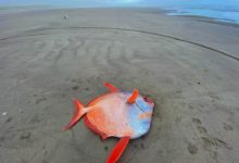 Photo of В Орегоне на пляж выбросило тропическую рыбу весом 50 кг