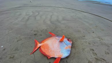 Photo of В Орегоне на пляж выбросило тропическую рыбу весом 50 кг