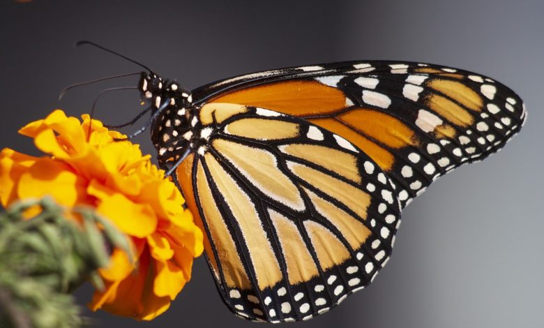 Photo of Зачем бабочки-монархи поедают собственных детенышей?