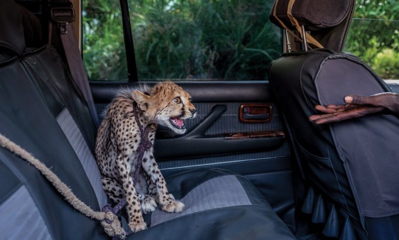 Photo of Гепарды на продажу: специальное расследование National Geographic