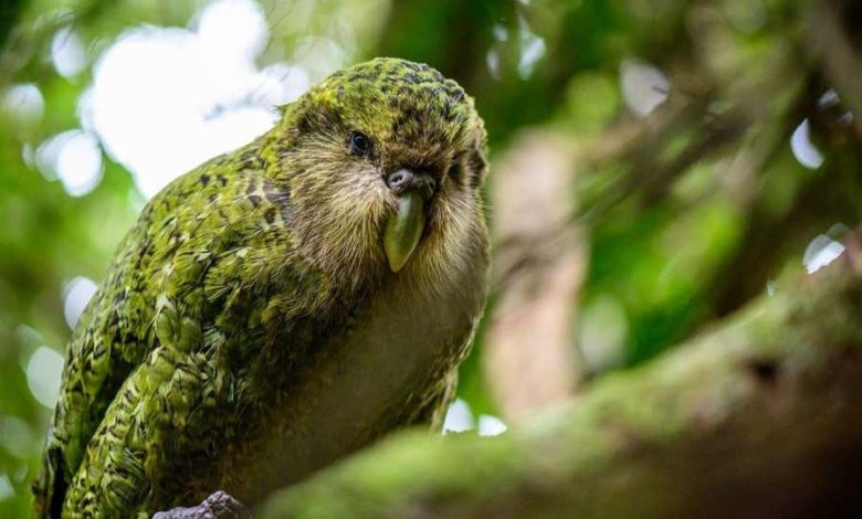Photo of Новозеландские нелетающие попугаи обладают отменной генетикой, несмотря на инбридинг длиной в 10 000 лет