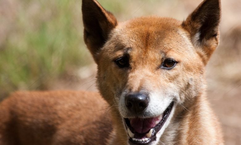 Photo of Считавшихся вымершими в дикой природе новогвинейских поющих собак обнаружили в Индонезии