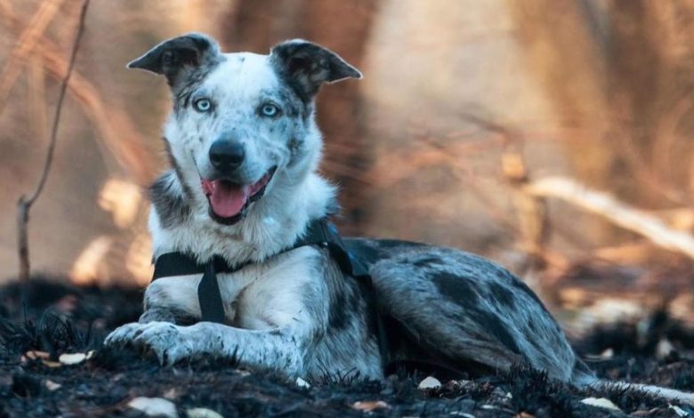 Photo of Храброго пса наградили за спасение коал от пожаров