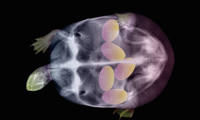 Photo of Факты месяца: беременная черепаха, деликатный коллектор и пернатая проблема