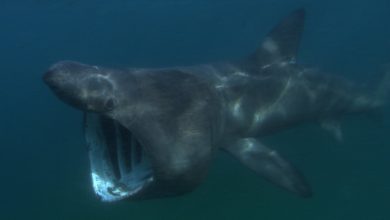 Photo of Две гигантские акулы составили компанию купальщикам: видео