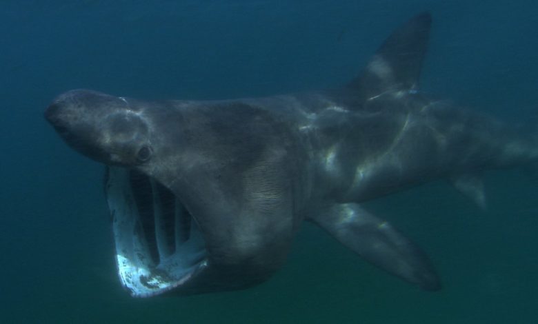 Photo of Две гигантские акулы составили компанию купальщикам: видео
