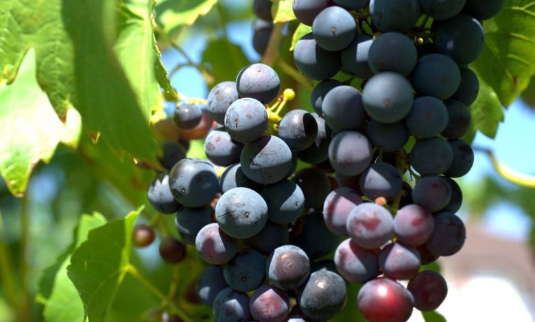 Photo of Современные винные сорта винограда впервые одомашнили на Южном Кавказе