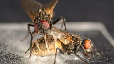 Photo of Грибок-паразит превращает самцов мух в некрофилов