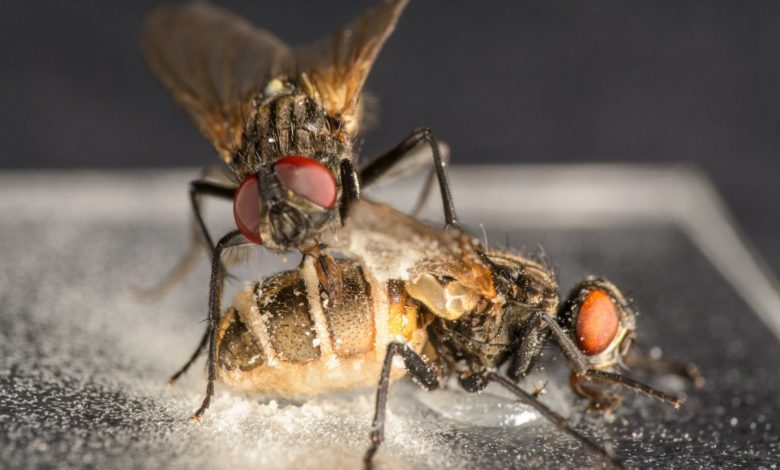 Photo of Грибок-паразит превращает самцов мух в некрофилов
