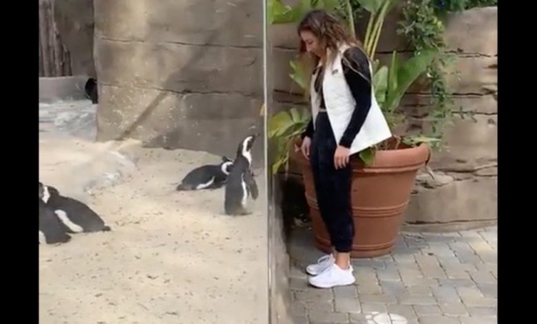 Photo of Одетая как пингвин девушка завела себе нового друга в зоопарке