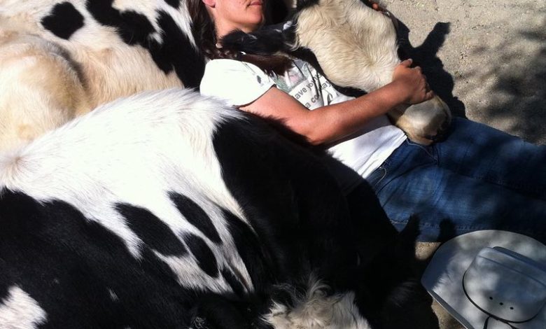 Photo of Приют для животных приглашает на терапевтические объятия с коровами