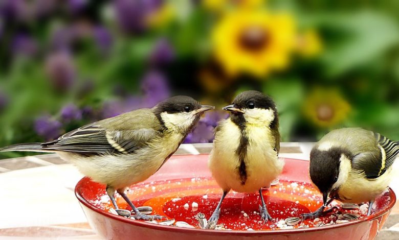 Photo of Птицы оказались способны к самоконтролю в пищевом поведении