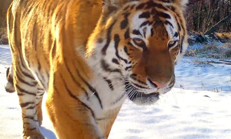 Photo of Мычащий амурский тигр прошел по следам туристов на «Земле леопарда»: видео