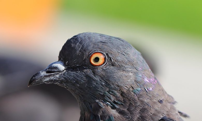 Photo of Удивительное зрение голубей