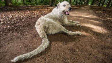 Photo of Храбрый воин: собака с самым длинным хвостом в мире