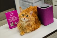 Photo of Для кошек выпустили целый музыкальный альбом