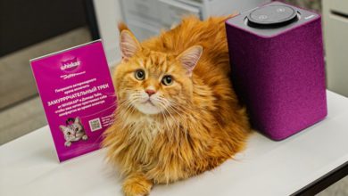 Photo of Для кошек выпустили целый музыкальный альбом